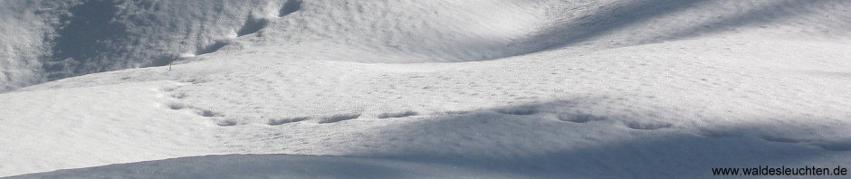 Schneespur im Harz