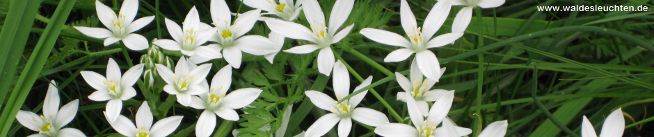 Doldiger Milchstern - Ornithogalum umbellatum