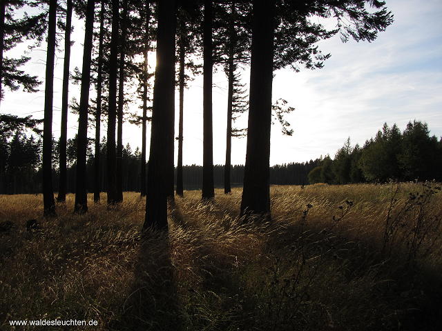 Zwischen Elbingerode und Königshütte