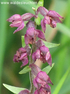 Braunrote Stendelwurz - Epipactis atrorubens