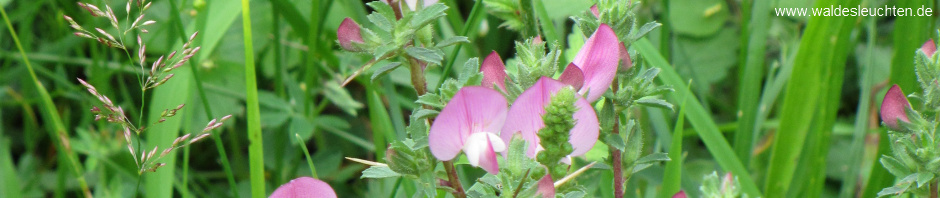 Dornige Hauhechel - Ononis spinosa