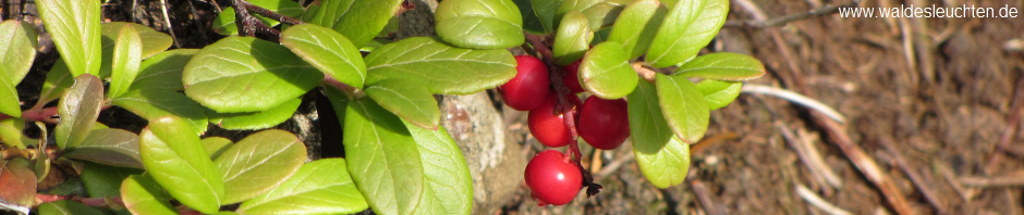 Preiselbeeren am Kleinen Rabenstein