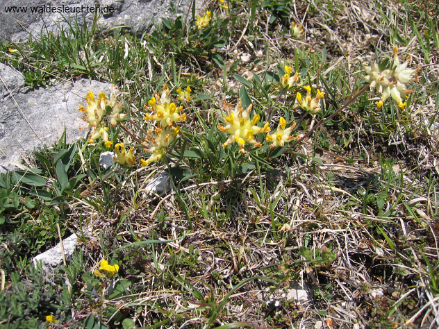 Wundklee - Anthyllis vulneraria