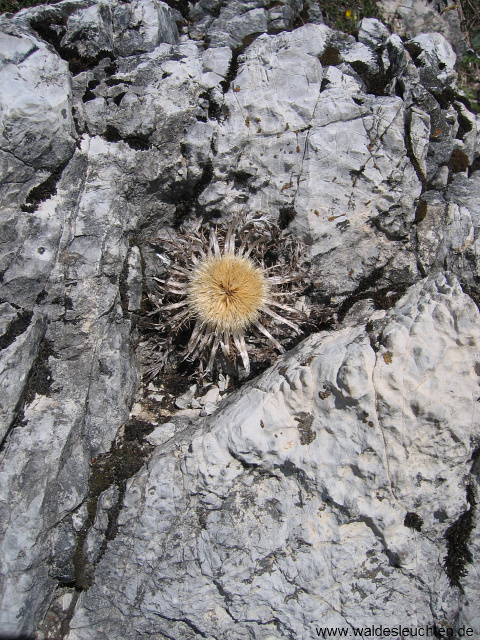 Verblühte Silberdistel - Carlina acaulis
