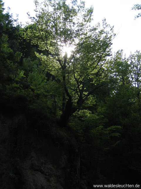 Abstieg vom Farrenpoint