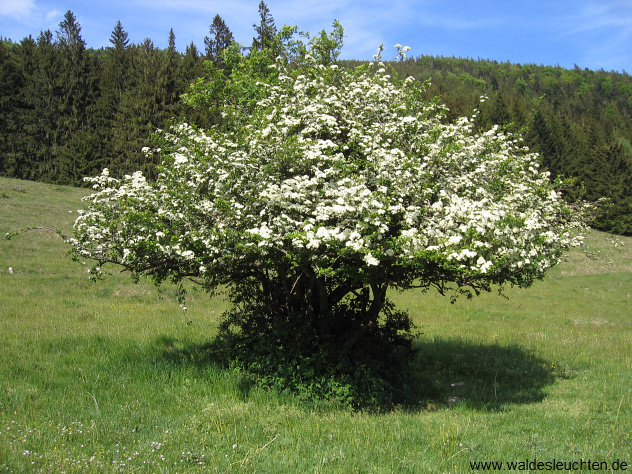 Eingriffeliger Weißdorn in Blüte - Crataegus monogyna