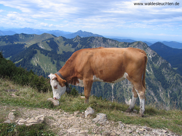 Bayerisches Fleckvieh auf dem Hirschberg