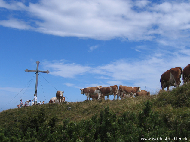 Hirschberg - Gipfelkreuz mit Fleckvieh