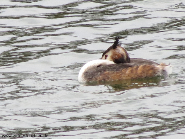 Haubentaucher - Podiceps cristatus
