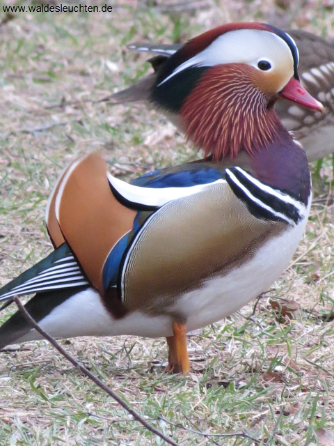 Mandarinente - Aix galericulata