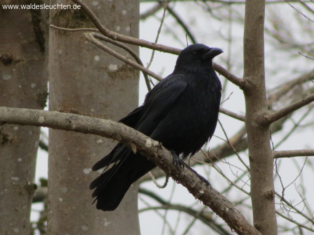 Rabenkrähe - Corvus corone corone