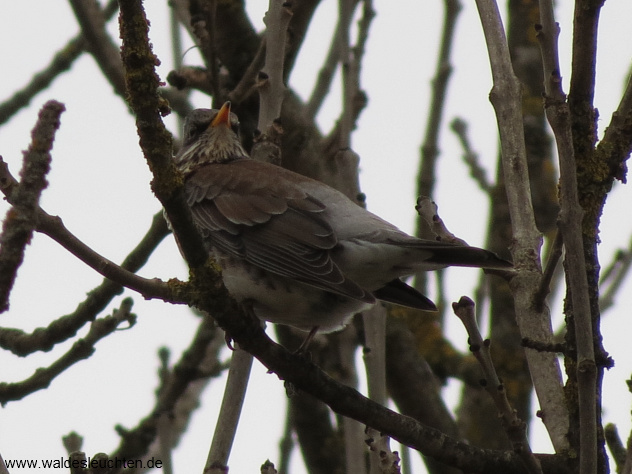 Wacholderdrossel - Turdus pilaris