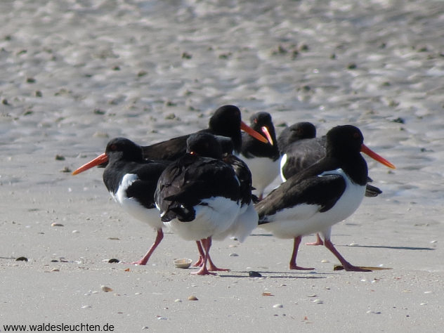Austernfischer - Haematopus ostralegus