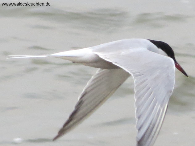 Flußseeschwalbe - Sterna hirundo