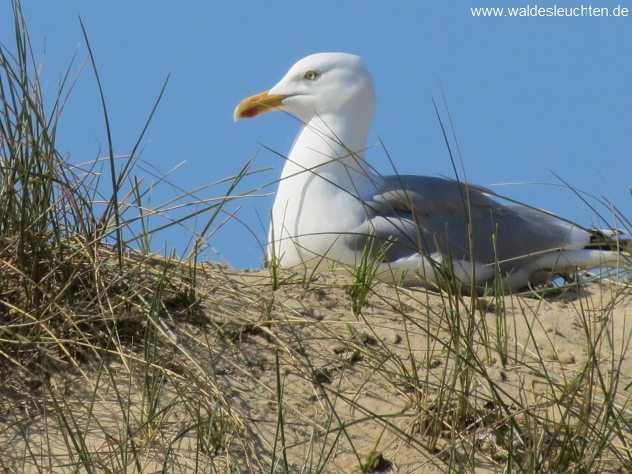 Silbermöwe - Larus argentatus