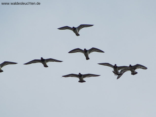 Austernfischer - Haematopus ostralegus, Wattseite zwischen Nebel und Norddorf