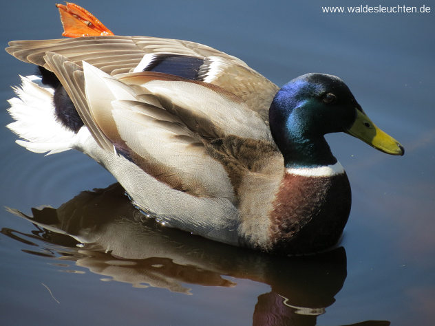 Erpel der Stockente - Anas platyrhynchos, Vogelkoj