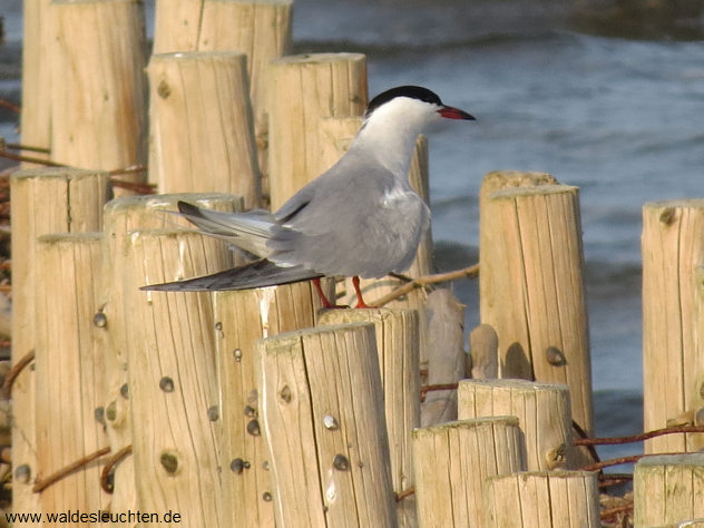 Flußseeschwalbe - Sterna hirundo, Hafen Steenodde