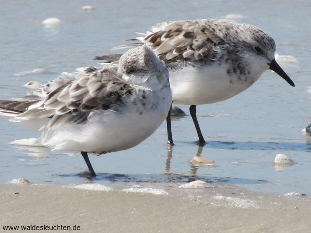 Sanderlinge - Calidris alba, Kniep bei Norddorf