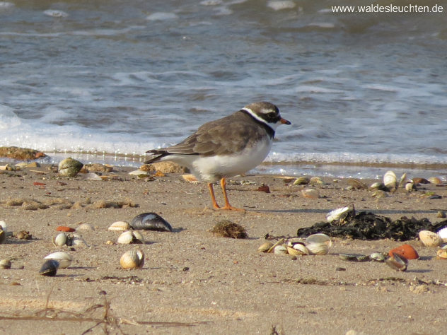 Sandregenpfeifer - Charadrius hiaticula, Wattseite zwischen Nebel und Norddorf