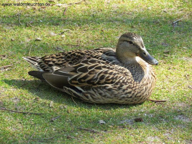 weibliche Stockente - Anas platyrhynchos, Vogelkoje