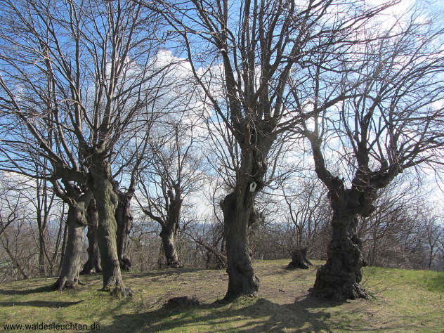 Lindenkreis von Heimburg