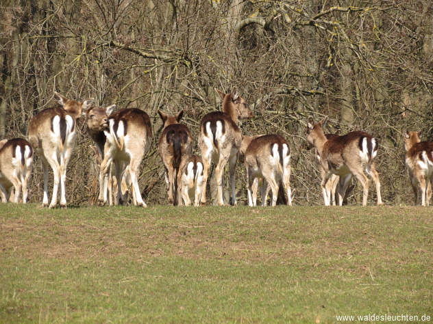 Damwild - oder: Du kannst mich mal...