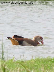 Nilgans - Alopochen aegyptiacus