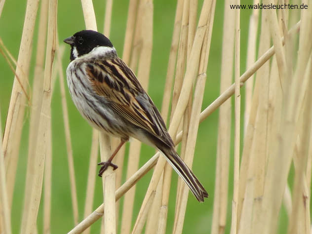 Rohrammer - Emberiza schoeniclus