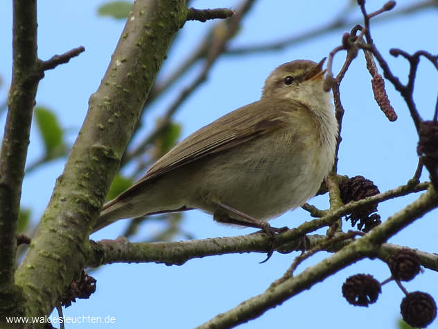 Zilpzalp - Phylloscopus collybita