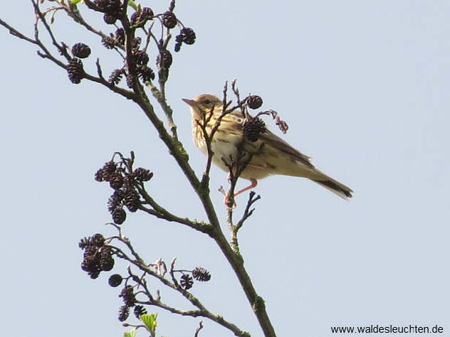 Baumpieper - Anthus trivialis