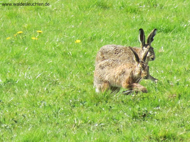 Feldhasen - Lepus europaeus