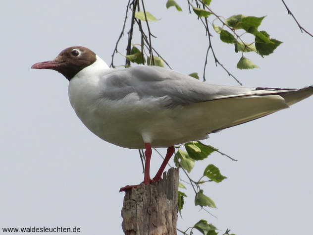 Lachmöwe - Chroicocephalus ridibundus