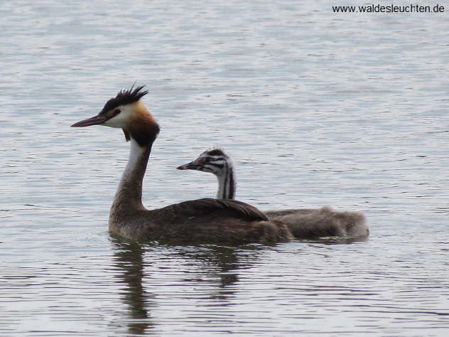 Haubentaucher - Podiceps cristatus mit Jungem