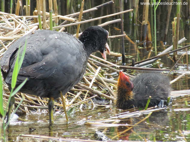 Bläßhuhn - Fulica atra -  füttert ein Junges