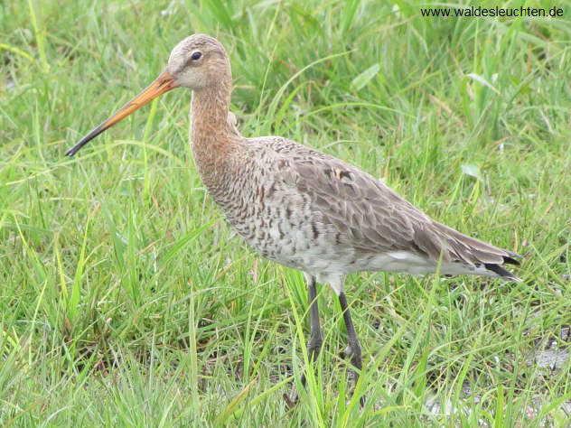 Uferschnepfe - Limosa limosa