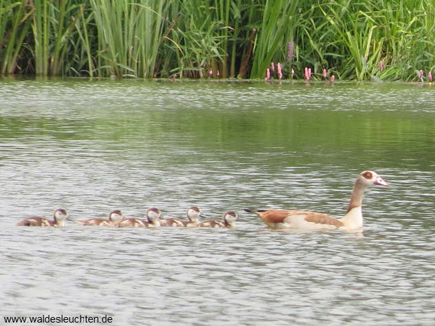 Nilgans - Alopochen aegyptiacus - mit Gösseln