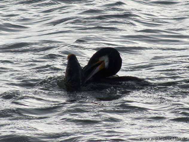 Kormoran - Phalacrocorax carbo