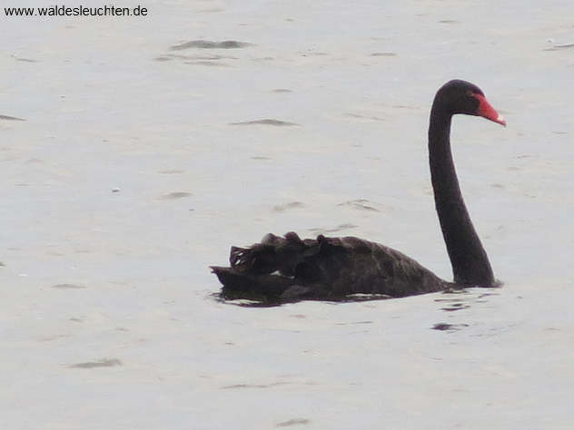 Trauerschwan - Cygnus atratus