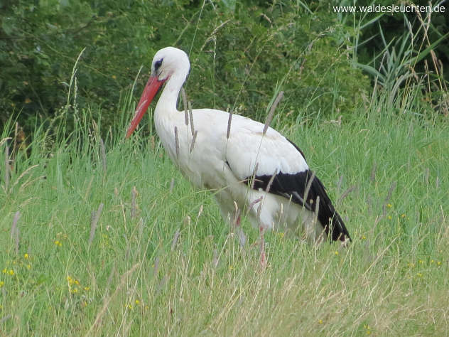 Weißstorch - Ciconia ciconia