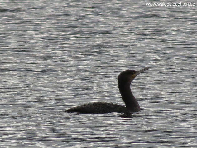 Kormoran - Phalacrocorax carbo