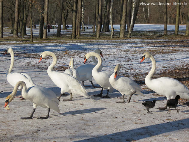 Höckerschwäne erheben Wegezoll