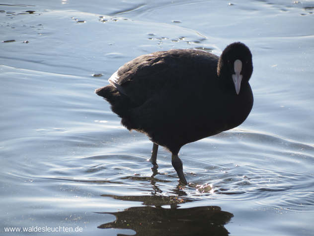 Blässhuhn im eisigen Wasser