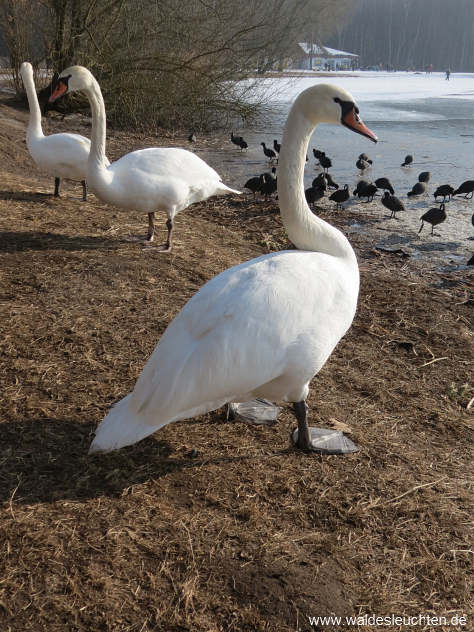 Höckerschwan - Cygnus olor