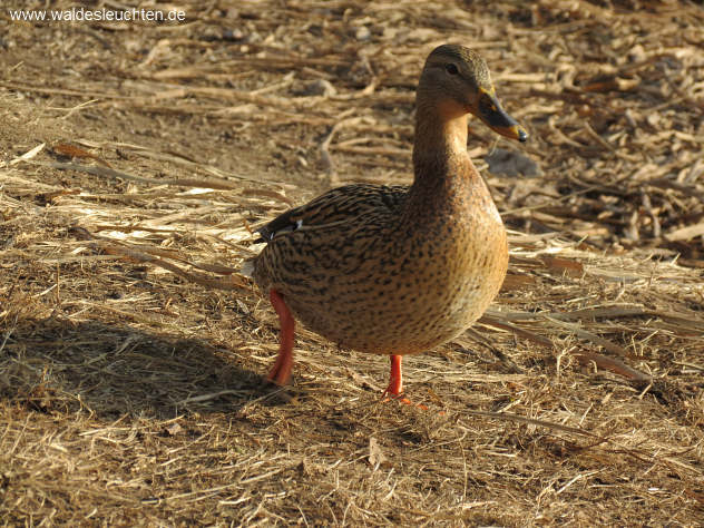 weibliche Stockente - Anas platyrhynchos