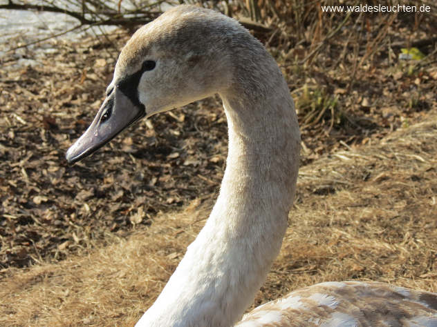 junger Schwan - Cygnus olor