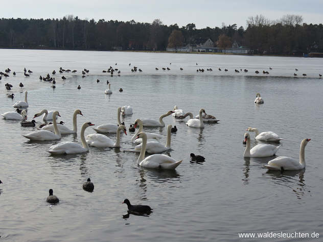 offene Wasserfläche mit Höckerschwänen - Cygnus olor