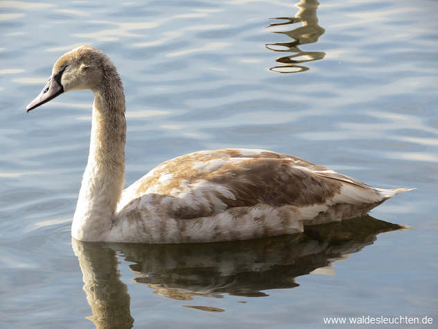 krank wirkender Jungschwan - Cygnus olor