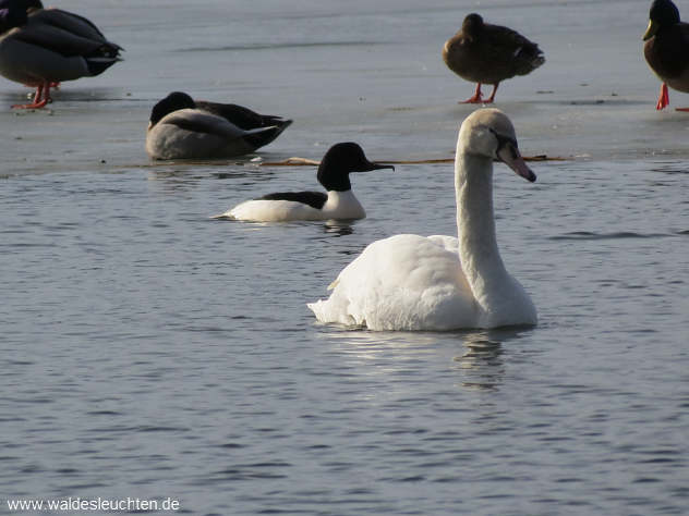 Altschwan und Gänsesäger - Cygnus olor und Mergus merganser