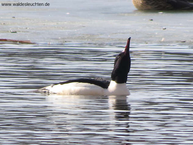 Männlicher Gänsesäger - Mergus merganser